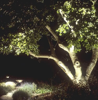 Under lit tree at night